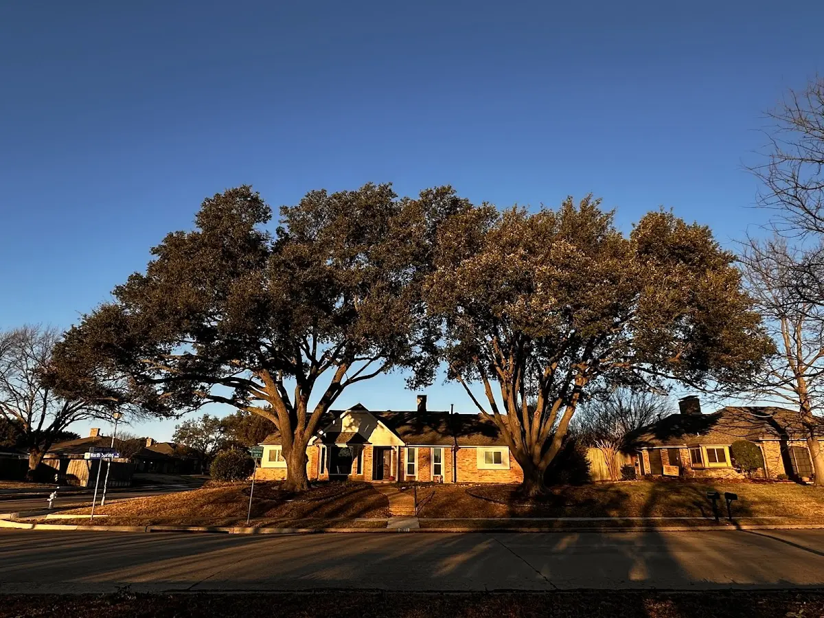 Established residential canopy tree shading a home in Beaufort